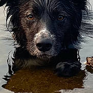 Snow participe au concours pour gagner de l'argent avec cette photo : dog, wet, water, animal, outdoor, portrait, canine, fur, eyes, nature, reflection, shallow_water, pet, muzzle, snout, ears, closeup, calm, brown, black
