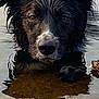 dog, wet, water, animal, outdoor, portrait, canine, fur, eyes, nature, reflection, shallow_water, pet, muzzle, snout, ears, closeup, calm, brown, black