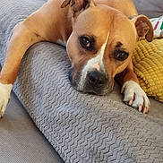 Nala participe au concours pour gagner de l'argent avec cette photo : dog, pet, canine, brown_dog, white_paws, relaxed, indoors, blanket, couch, cozy, fur, animal, companion, resting, closeup, face, paw, expression, home, soft