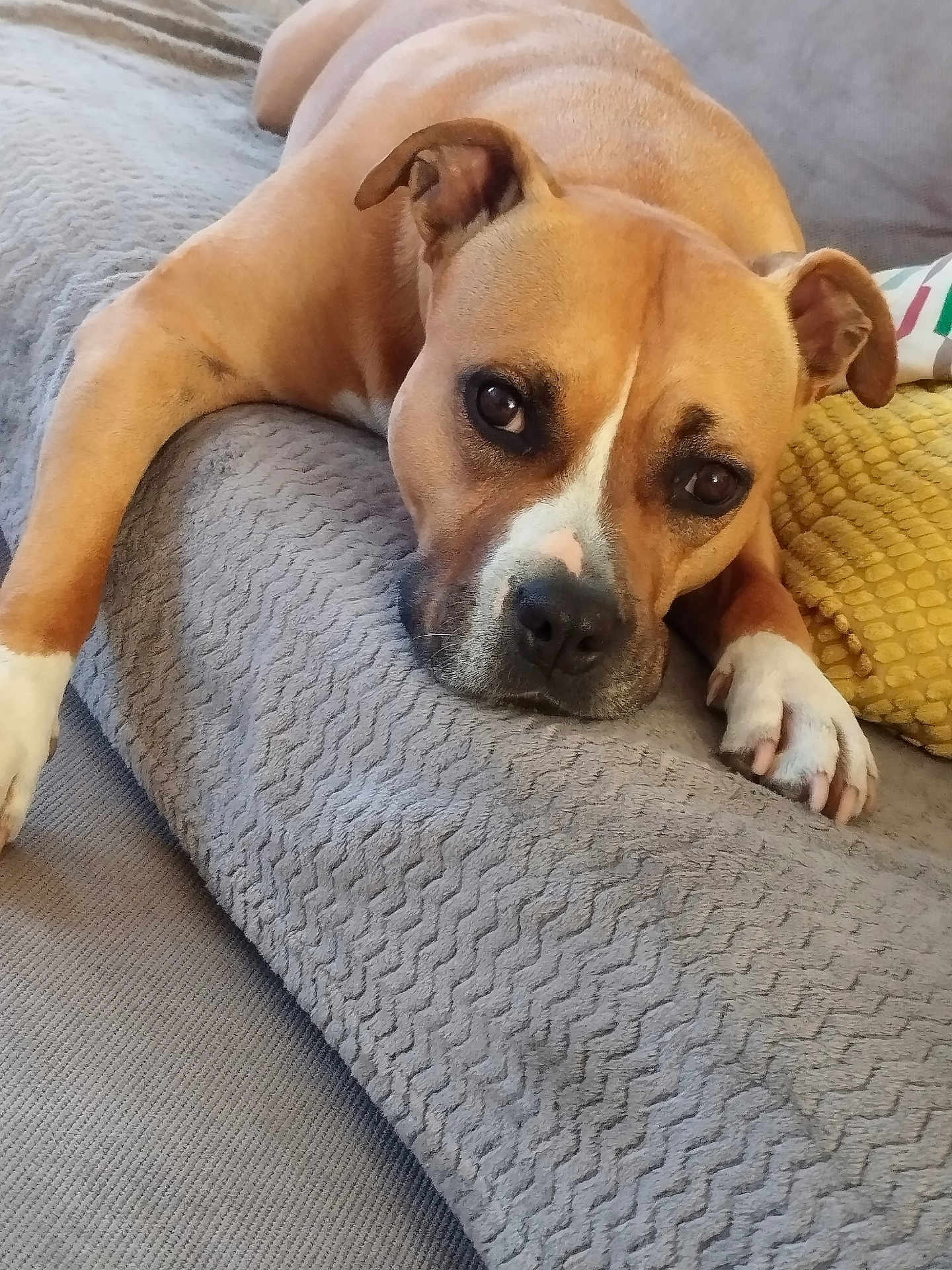Nala participe au concours pour gagner de l'argent avec cette photo : dog, pet, canine, brown_dog, white_paws, relaxed, indoors, blanket, couch, cozy, fur, animal, companion, resting, closeup, face, paw, expression, home, soft