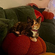 Miette is registered to the contest to win money with this photo: cat, kitten, calico, pet, animal, face, whiskers, ears, collar, indoors, living_room, couch, cushion, pumpkin, autumn, fall, home_decor, mirror, curtain, portrait
