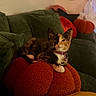 cat, kitten, calico, pet, animal, face, whiskers, ears, collar, indoors, living_room, couch, cushion, pumpkin, autumn, fall, home_decor, mirror, curtain, portrait