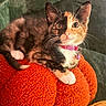 Miette joined the competition — help win amazing prizes! cat, kitten, calico, tricolor, pet, animal, sitting, indoors, couch, pumpkin, cushion, blanket, pillows, collar, bell, whiskers, fluffy, wide_eyed, portrait, cozy
