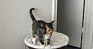 Miette joined the competition — help win amazing prizes! cat, kitten, calico, pet, animal, feline, standing, portrait, indoors, cat_tree, scratching_post, pet_furniture, tail, whiskers, eyes, collar, toy, feather_toy, wall, floor