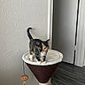 cat, kitten, calico, pet, animal, feline, standing, portrait, indoors, cat_tree, scratching_post, pet_furniture, tail, whiskers, eyes, collar, toy, feather_toy, wall, floor