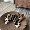 Miette joined the competition — help win amazing prizes! cat, calico_cat, pet, feline, animal, lying_down, relaxed, looking_at_camera, whiskers, green_eyes, collar, bell, paws, scratcher, cardboard, indoor, wood_floor, furniture, cabinet, home_decor