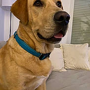 Palmer participe au concours pour gagner de l'argent avec cette photo : dog, labrador, pet, collar, blue_collar, sitting, indoor, couch, pillow, lamp, close_up, nose, tongue, brown_fur, eyes, face, domestic_animal, living_room, companion, paws