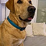 dog, labrador, pet, collar, blue_collar, sitting, indoor, couch, pillow, lamp, close_up, nose, tongue, brown_fur, eyes, face, domestic_animal, living_room, companion, paws