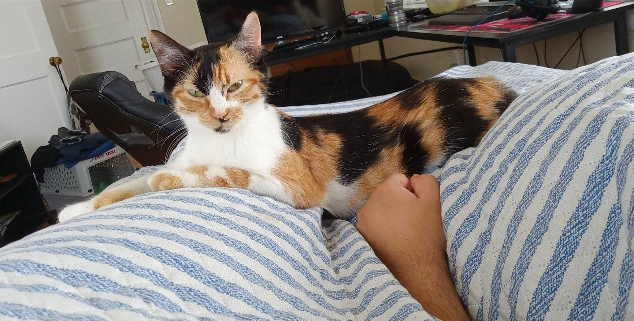 Medli is registered to the contest to win money with this photo: bed, bedding, box, canidae, carnivore, cat, comfort, couch, domestic_short_haired_cat, drawer, felidae, fur, human_leg, lap, linens, paw, room, small_to_medium_sized_cats, tail, whiskers