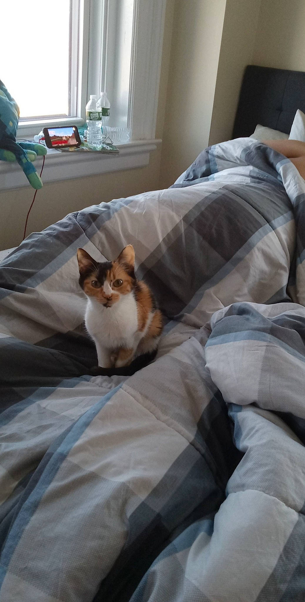 Medli joined the competition — help win amazing prizes! bed_sheet, bedding, carnivore, cat, comfort, companion_dog, domestic_short_haired_cat, duvet, fawn, felidae, fur, linens, room, small_to_medium_sized_cats, tail, whiskers, window, wood