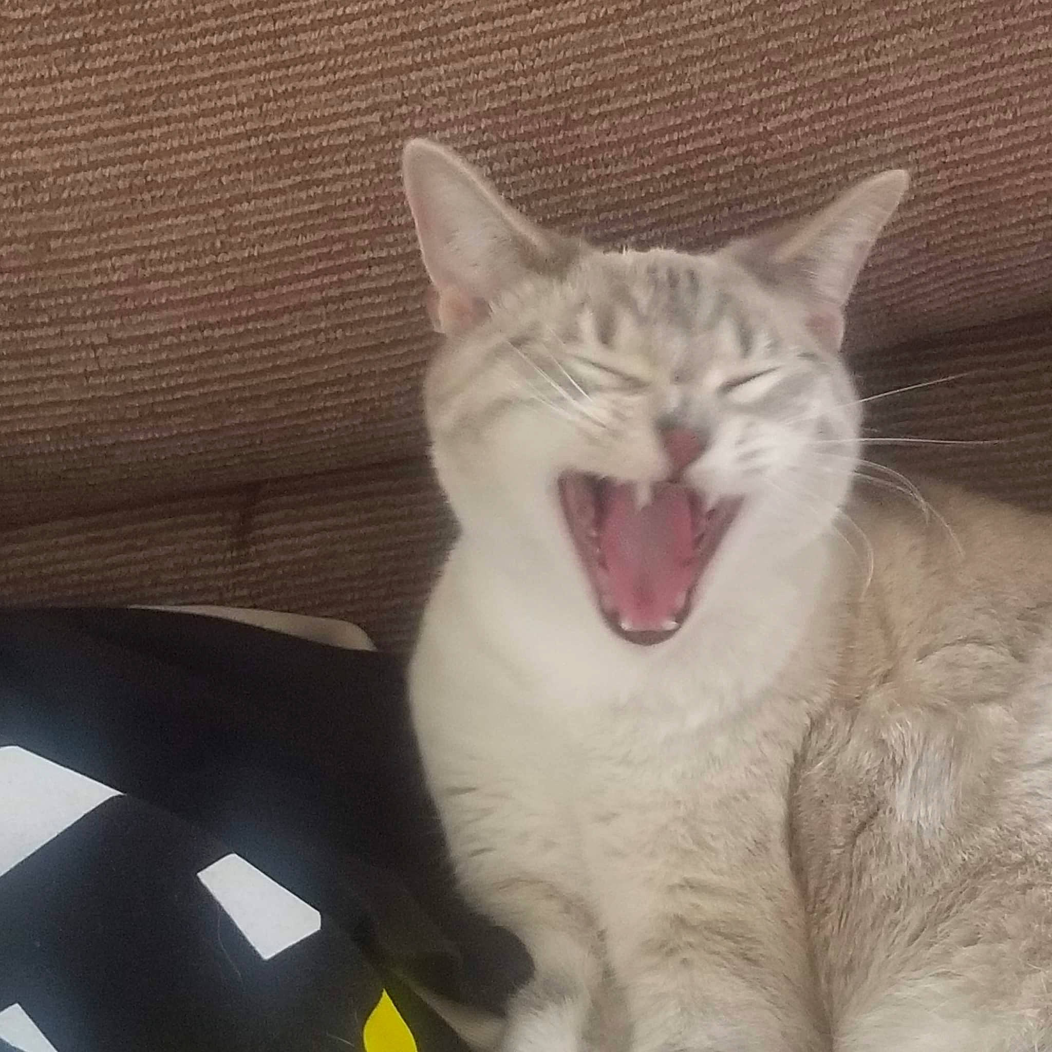 Zelda is registered to the contest to win money with this photo: carnivore, cat, claw, domestic_short_haired_cat, eye, fang, felidae, fur, head, jaw, paw, roar, small_to_medium_sized_cats, smile, snout, tail, terrestrial_animal, whiskers, window, yawn