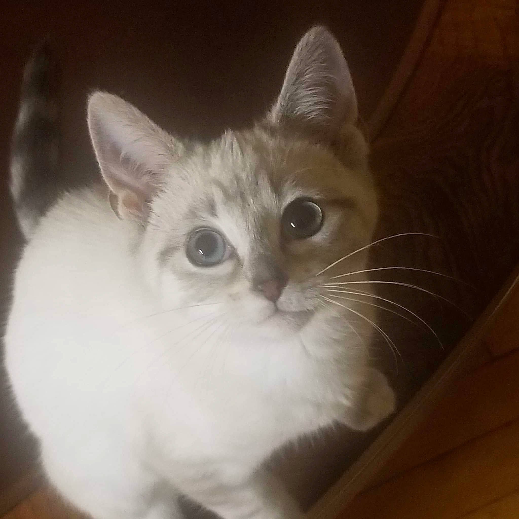 Zelda is registered to the contest to win money with this photo: carnivore, cat, domestic_short_haired_cat, felidae, fur, paw, small_to_medium_sized_cats, snout, tail, whiskers, window, wood