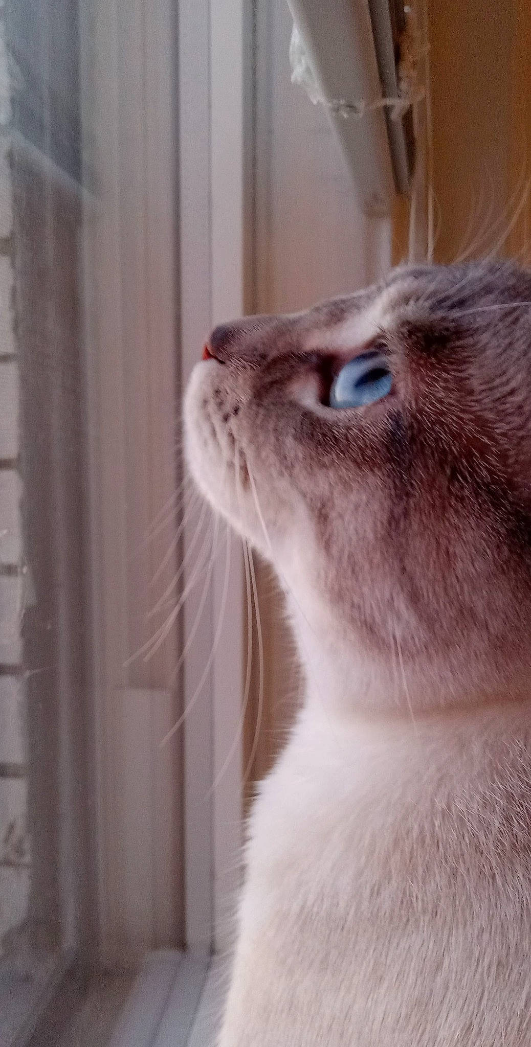 Zelda joined the competition — help win amazing prizes! carnivore, cat, domestic_short_haired_cat, ear, fawn, felidae, fur, pet_supply, small_to_medium_sized_cats, snout, terrestrial_animal, whiskers, window