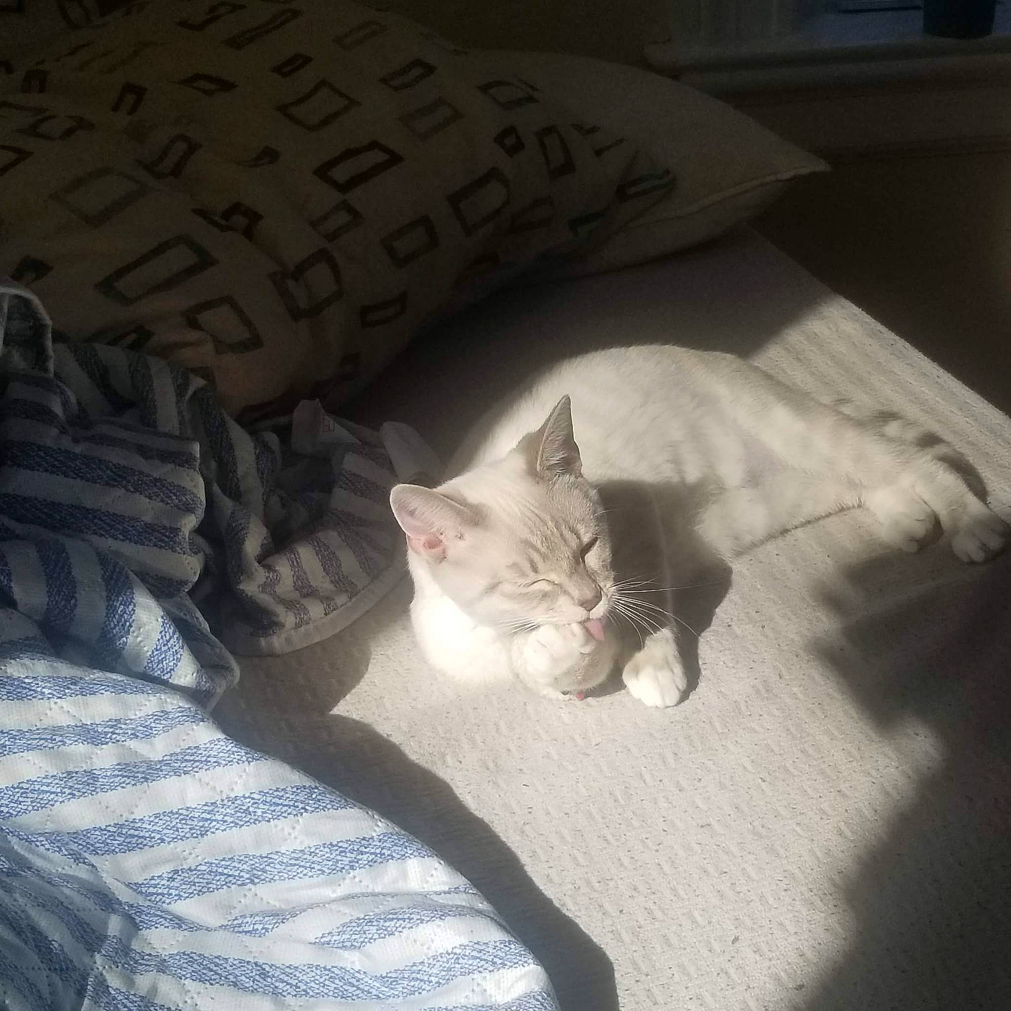 Zelda joined the competition — help win amazing prizes! bed, carnivore, cat, cloud, comfort, couch, eye, felidae, floor, flooring, furniture, grey, linens, mammal, small_to_medium_sized_cats, tail, tints_and_shades, vertebrate, whiskers, wood