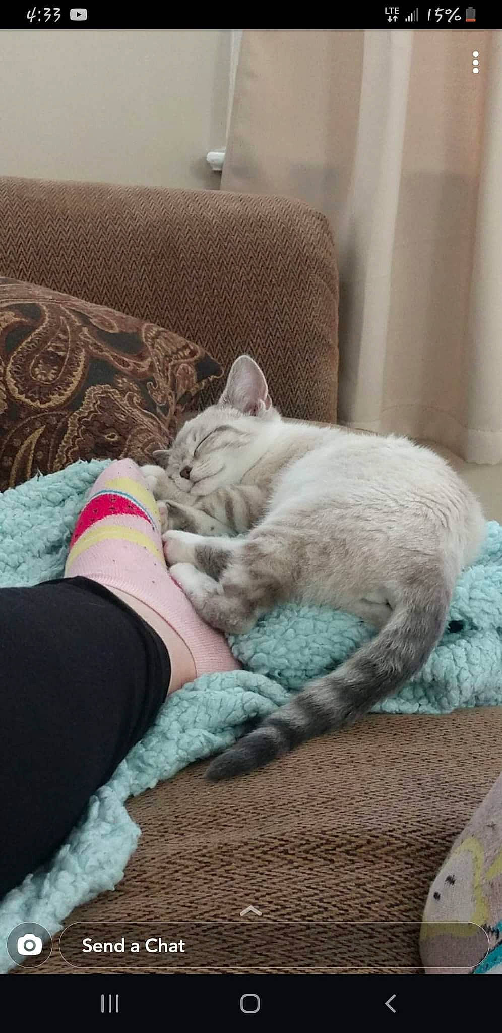 Zelda is registered to the contest to win money with this photo: carnivore, cat, comfort, couch, domestic_short_haired_cat, fawn, felidae, flooring, foot, fur, grey, human_leg, linens, nail, small_to_medium_sized_cats, sock, tail, whiskers, wood, wool
