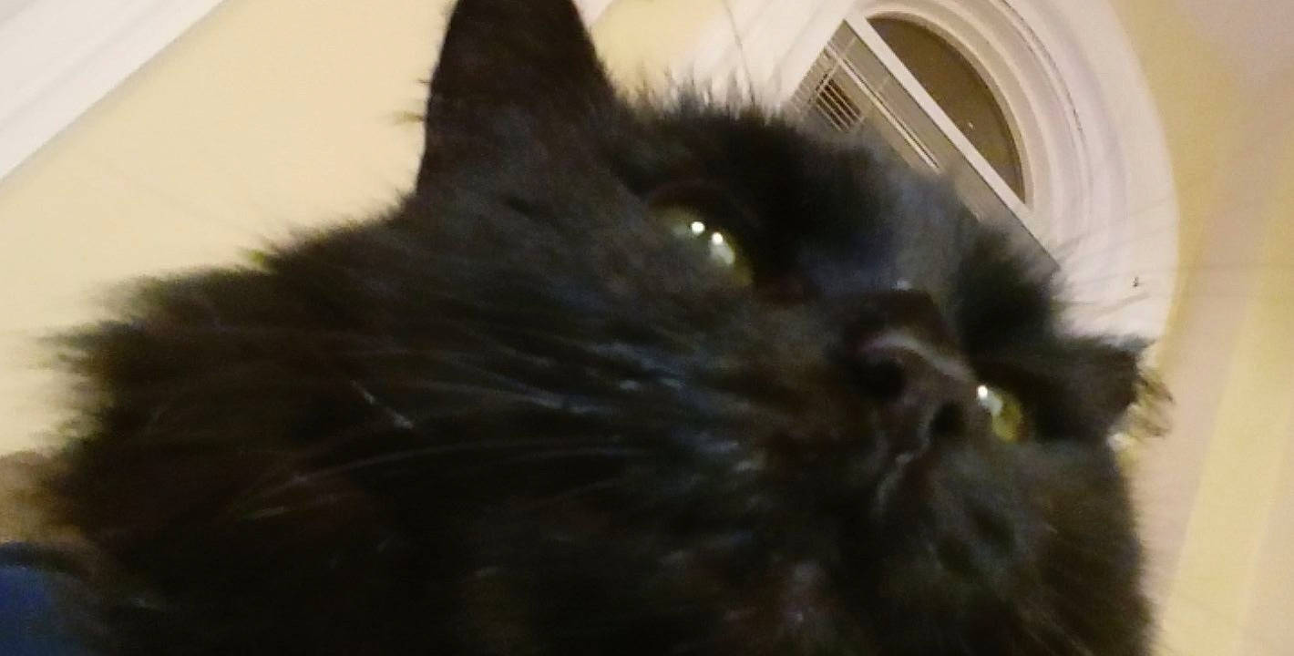 Harold joined the competition — help win amazing prizes! black_cat, carnivore, cat, felidae, fur, small_to_medium_sized_cats, snout, terrestrial_animal, whiskers