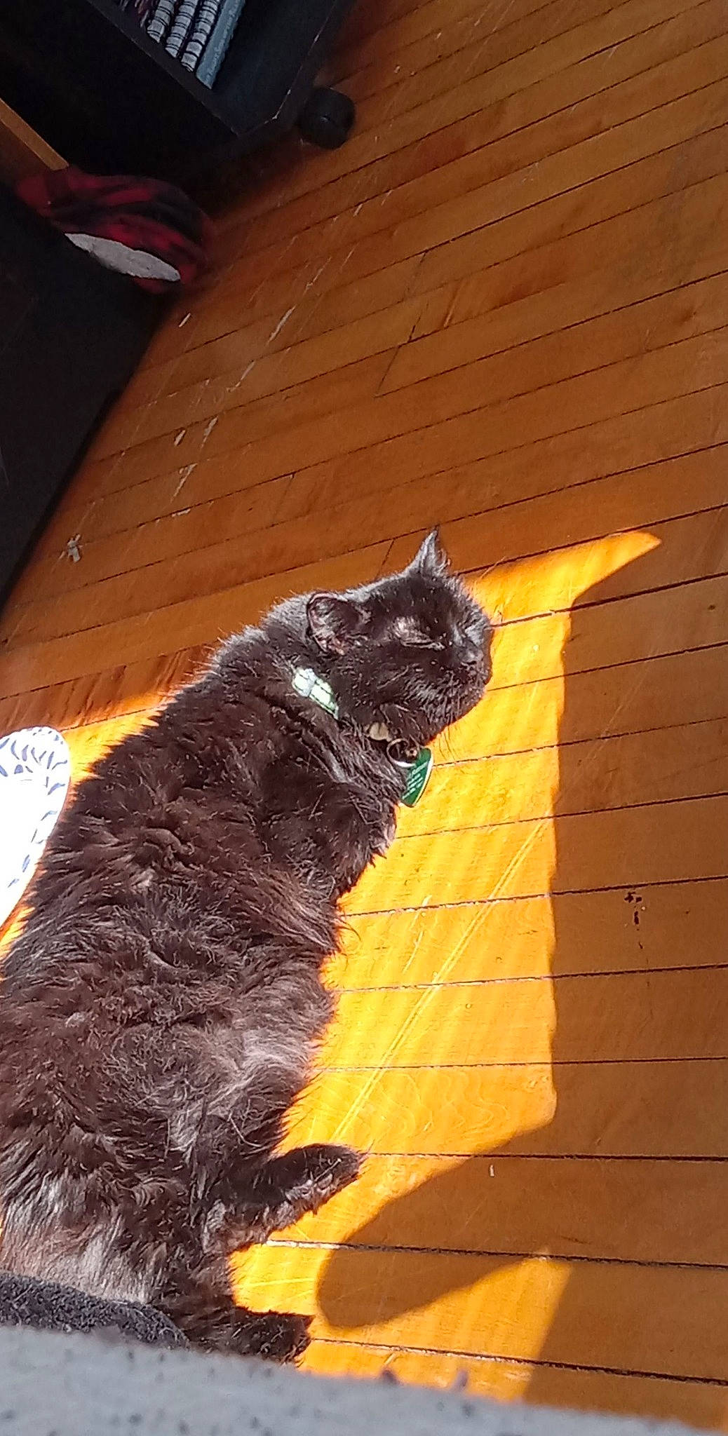 Harold is registered to the contest to win money with this photo: black_cat, carnivore, cat, dog_breed, domestic_short_haired_cat, door, fawn, felidae, flooring, fur, hardwood, paw, road_surface, small_to_medium_sized_cats, snout, tail, tints_and_shades, whiskers, window, wood