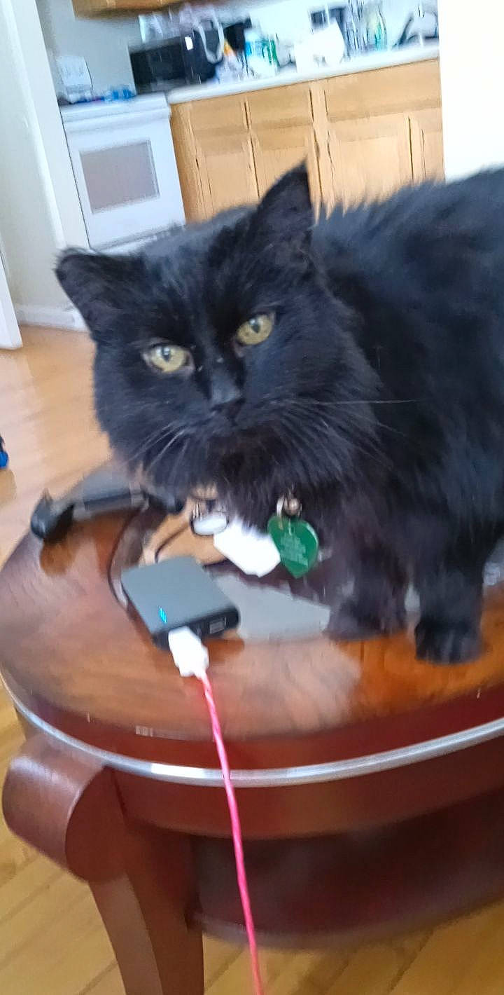 Harold is registered to the contest to win money with this photo: black_cat, bombay, carnivore, cat, claw, comfort, domestic_short_haired_cat, door, felidae, fur, hardwood, paw, plant, sitting, small_to_medium_sized_cats, snout, tail, whiskers, window, wood