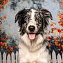 Winnie participe au concours pour gagner de l'argent avec cette photo : animal, autumn, blue_eye, border_collie, brown_eye, canine, cute, dog, fall_foliage, fluffy, happy, heterochromia, outdoor, pet, portrait, pumpkin, seasonal, smiling, tongue_out, white_picket_fence