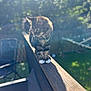 animal, balancing, blurred_background, cat, curious, daylight, domestic_cat, feline, fur, garden, greenery, mammal, nature, outdoor, pet, sunlight, tabby, whiskers, white_paws, wooden_railing