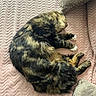 animal, blanket, cat, comfort, cozy, cute, feline, fur, home, indoor, mammal, nap, paws, pet, relaxation, resting, sleeping, soft, tabby, whiskers