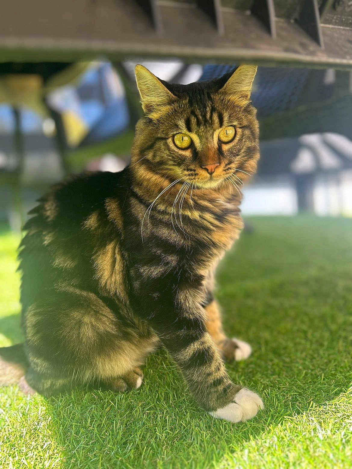 Mowgli