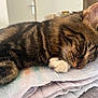 Mowgli participe au concours pour gagner de l'argent avec cette photo : cat, tabby, sleeping, paw, fur, blanket, indoor, cozy, resting, closeup, pet, animal, whiskers, striped, cute, feline, soft, comfort, nap, domestic