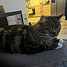 calm, cat, couch, cozy, decor, domestic_animal, floor, furniture, home, indoor, kitchen, living_room, pet, plant, relaxation, resting, sleeping, tabby, white_paws, wooden_table