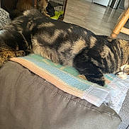 Mowgli participe au concours pour gagner de l'argent avec cette photo : cat, tabby, grooming, paw, blanket, couch, indoor, furniture, floor, wooden_table, pet, cozy, relaxed, fur, striped, animal, domestic, household, resting, cute