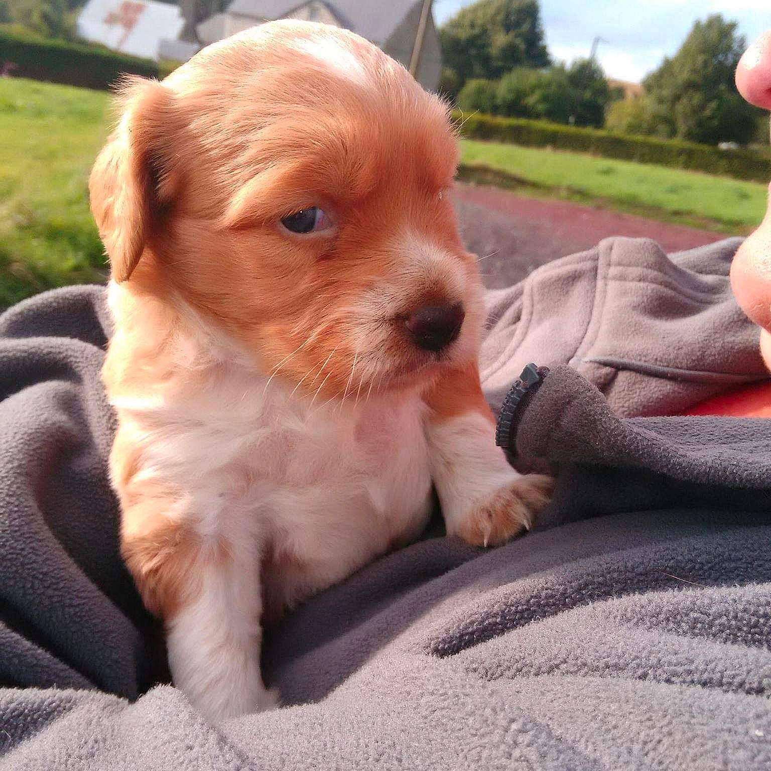 Lassie a rejoint le concours — aidez-le/la à gagner de superbes lots ! canidae, carnivore, companion_dog, dog, dog_breed, fawn, fur, gesture, grass, liver, plant, puppy, sky, snout, sporting_group, terrestrial_animal, thumb, toy_dog, tree, whiskers