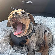 Bunny is registered to the contest to win money with this photo: puppy, dog, yawning, car_interior, fluffy_bed, sunlight, collar, spotted_coat, cute, pet, animal, sitting, tongue_out, happy, young_dog, fur, paw, whiskers, nose, domestic_animal