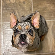 Bunny joined the competition — help win amazing prizes! adorable, animal, canine, closeup, cute, dog, ears, expression, floor, fur, indoor, looking_up, merle, muzzle, pet, portrait, snout, tile, whiskers, young
