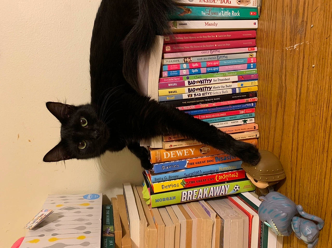 Claire joined the competition — help win amazing prizes! black_cat, book, bookcase, cat, felidae, publication, shelving, small_to_medium_sized_cats