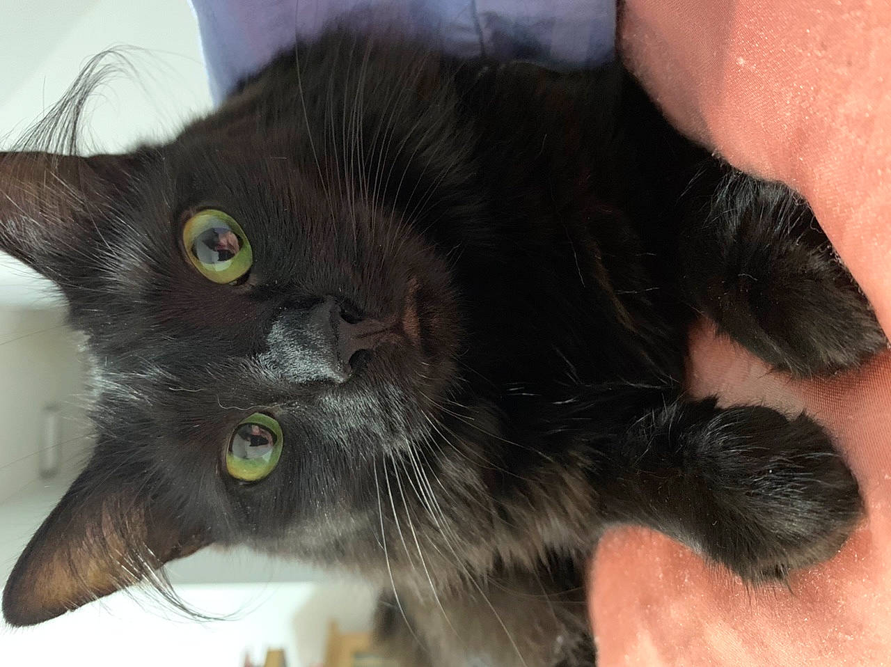 Claire is registered to the contest to win money with this photo: black_cat, bombay, burmese, carnivore, cat, claw, domestic_long_haired_cat, domestic_short_haired_cat, eye, felidae, fur, havana_brown, iris, korat, mammal, nebelung, polydactyl_cat, small_to_medium_sized_cats, snout, whiskers