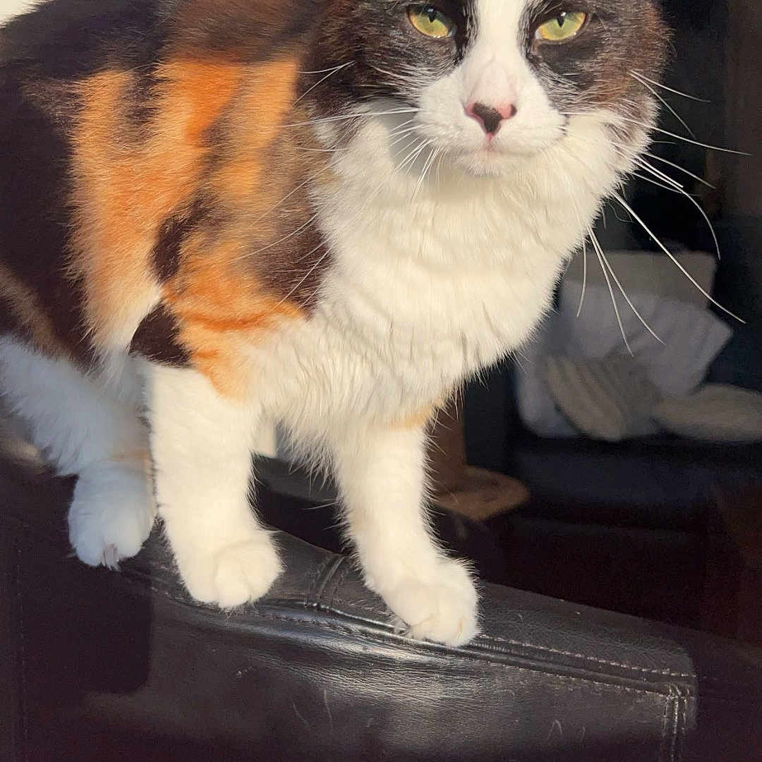 Lizy participe au concours pour gagner de l'argent avec cette photo : abyssinian, accessories, animal, architecture, cat, chair, computerhardware, cushion, electronics, formalwear, furniture, hardware, homedecor, indoors, kitten, manx, monitor, pet, screen, tie