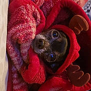 Pig Pig is registered to the contest to win money with this photo: dog, blanket, red, cozy, cute, pet, animal, reindeer_hood, antlers, snuggled, warm, small_dog, fur, indoors, resting, wrapped, holiday, christmas, adorable, face