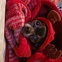dog, blanket, red, cozy, cute, pet, animal, reindeer_hood, antlers, snuggled, warm, small_dog, fur, indoors, resting, wrapped, holiday, christmas, adorable, face