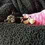 Pig Pig is registered to the contest to win money with this photo: dog, black_dog, blanket, knitted_sweater, pink, pom_poms, sleeping, cozy, cute, small_dog, fur, resting, indoors, soft_texture, warm, animal, pet, snuggled, tucked_in, relaxed