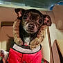 Pig Pig is registered to the contest to win money with this photo: dog, small_dog, jacket, red_jacket, fur_collar, blanket, car_interior, pet, cute, sitting, indoors, warm_clothing, animal, fur, black_and_brown, big_eyes, portrait, cozy, winter, leather_seat