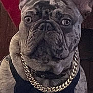 Breeze is registered to the contest to win money with this photo: animal, canine, chain, close_up, companion, cute, dog, domestic_animal, ears_up, french_bulldog, gold_chain, gray_coat, harness, indoor, looking_away, pet, portrait, red_curtain, seated, wood_background