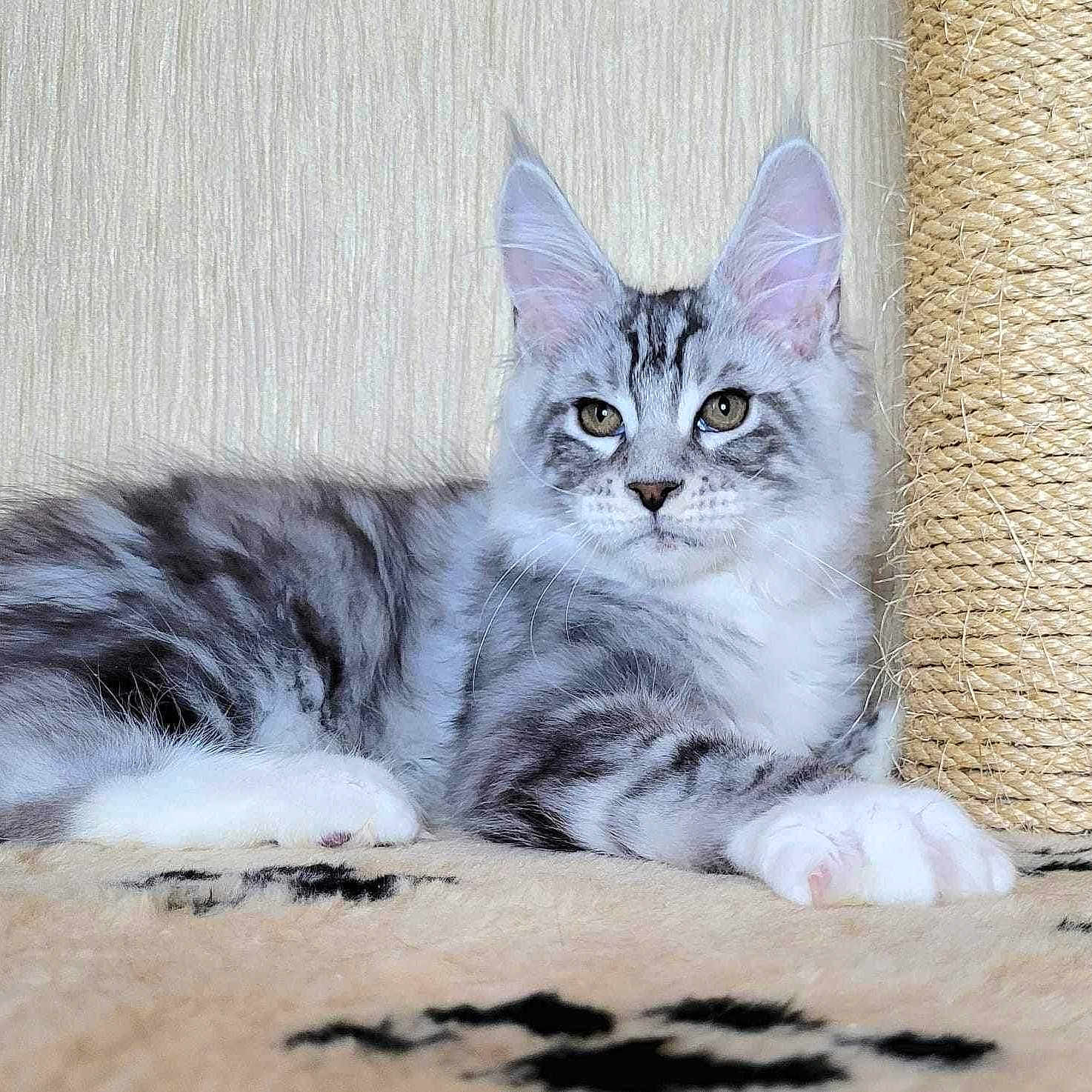 Kiyoka is registered to the contest to win money with this photo: animal, cat, closeup, cozy, cute, ears, feline, fur, indoor, mammal, paws, pet, portrait, relaxed, resting, scratching_post, silver_tabby, striped, tabby, whiskers