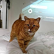 Néo participe au concours pour gagner de l'argent avec cette photo : cat, orange_tabby, feline, pet, animal, bed, bedroom, indoors, orange_fur, striped_fur, whiskers, ears, tail, standing, walking, open_mouth, portrait, projector, video_screen, bedding