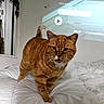 cat, orange_tabby, feline, pet, animal, bed, bedroom, indoors, orange_fur, striped_fur, whiskers, ears, tail, standing, walking, open_mouth, portrait, projector, video_screen, bedding