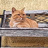 Néo a rejoint le concours — aidez-le/la à gagner de superbes lots ! cat, ginger_cat, orange_fur, feline, pet, animal, bench, wooden_bench, outdoor, garden, seated, lounging, fluffy, white_chest, whiskers, ears, eyes, portrait, stucco_wall, weathered_furniture