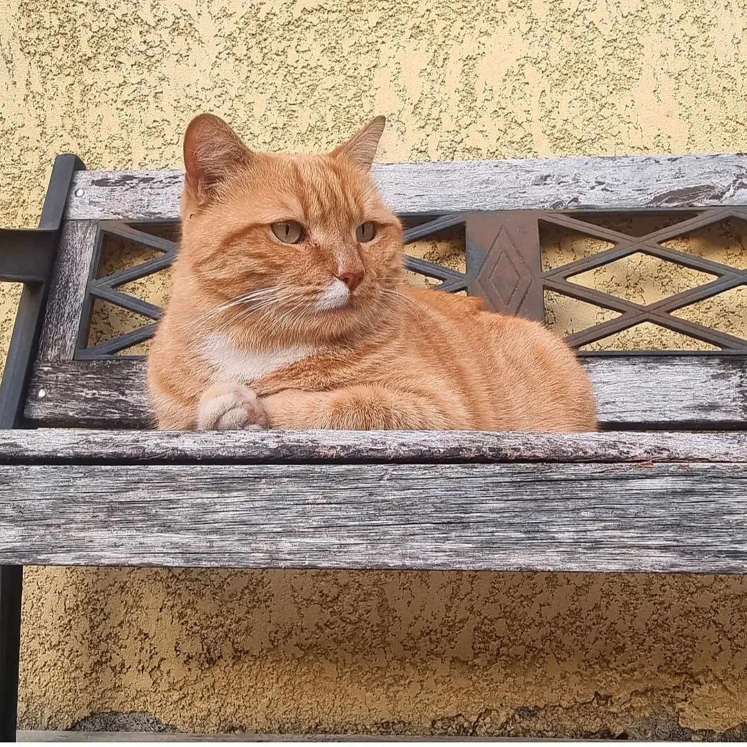 Néo a rejoint le concours — aidez-le/la à gagner de superbes lots ! cat, ginger_cat, orange_fur, feline, pet, animal, bench, wooden_bench, outdoor, garden, seated, lounging, fluffy, white_chest, whiskers, ears, eyes, portrait, stucco_wall, weathered_furniture