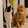 Néo a rejoint le concours — aidez-le/la à gagner de superbes lots ! cat, cats, tuxedo_cat, orange_cat, tabby, black_and_white, pet, feline, sitting, standing, indoors, home, floor, tile, clothing, laundry, whiskers, ears, fur, portrait