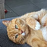 cat, orange_cat, tabby, white_fur, fluffy, pet, animal, portrait, close_up, lying_down, relaxed, playful, green_eyes, whiskers, paws, indoors, couch, floor, tile, cat_toy