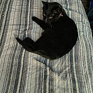 Dusk is registered to the contest to win money with this photo: animal, black_cat, cat, collar, comfort, cozy, cute, domestic, fabric, feline, fur, green_eyes, indoor, looking, pet, relaxing, resting, soft, striped_blanket, whiskers