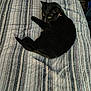 animal, black_cat, cat, collar, comfort, cozy, cute, domestic, fabric, feline, fur, green_eyes, indoor, looking, pet, relaxing, resting, soft, striped_blanket, whiskers
