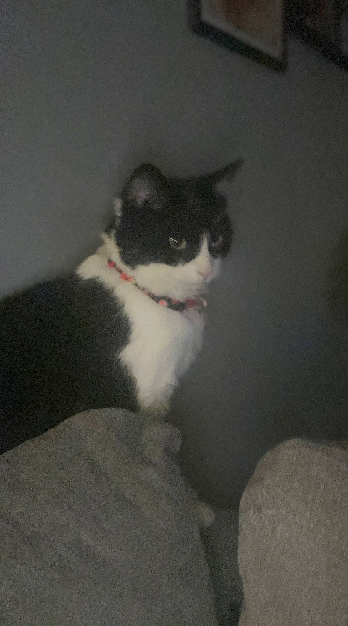 Gwen joined the competition — help win amazing prizes! carnivore, cat, domestic_short_haired_cat, eye, felidae, fur, grey, monochrome_photography, sitting, small_to_medium_sized_cats, snout, tail, tints_and_shades, whiskers, window